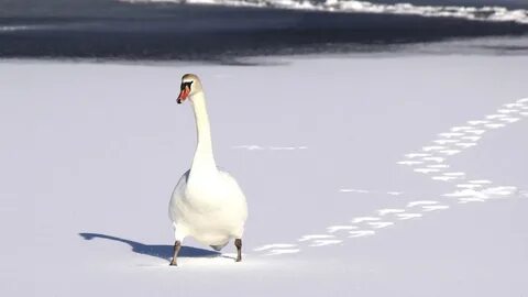 Гусь садится на воду