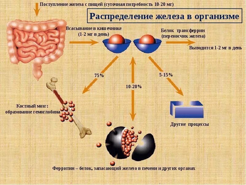 Что такое железо в организме. Поситупления желоезо в органихм. Поступление железа в организме. Переносчики железа в организме. Формы железа в организме человека.