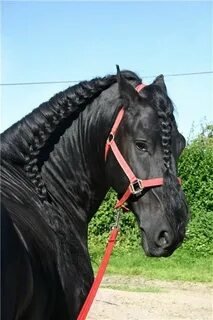 Коне кос