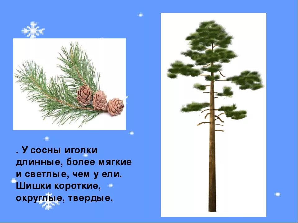 Почему сосна хвойная. Иголки ели и сосны. Ель и сосна. Стих про сосну для детей. Хвоя сосны и ели.