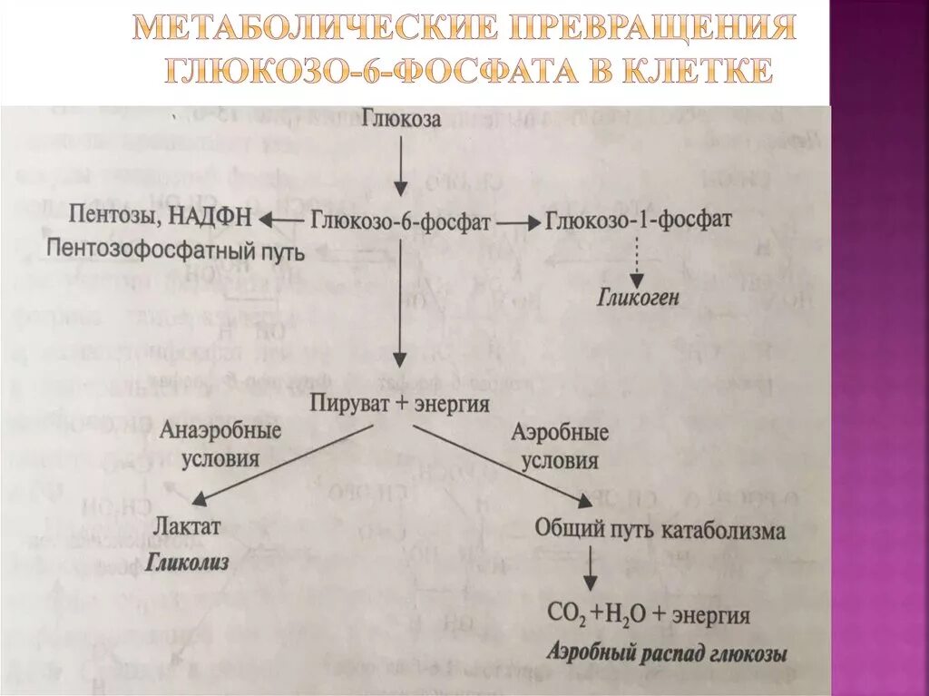 Пути превращения глюкозо-6-фосфата в печени. Пути использования Глюкозы 6 фосфат схема. Образования глюкозы в печени