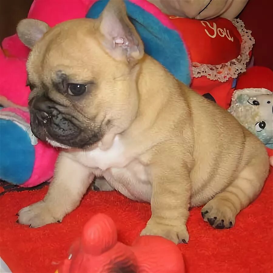 Порода английский бульдог. Французский бульдог 3 месяца. Шотландский бульдог. Французский бульдог чепрачный. Бульдог 1.