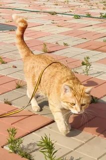 Кривой кот