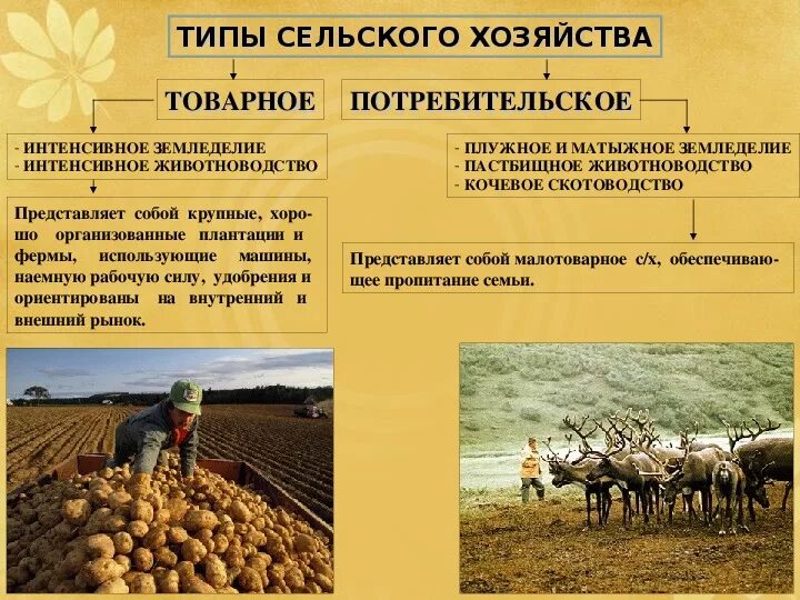 Подотрасли растениеводства и животноводства