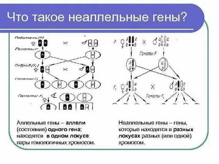 Гены в разных аутосомах