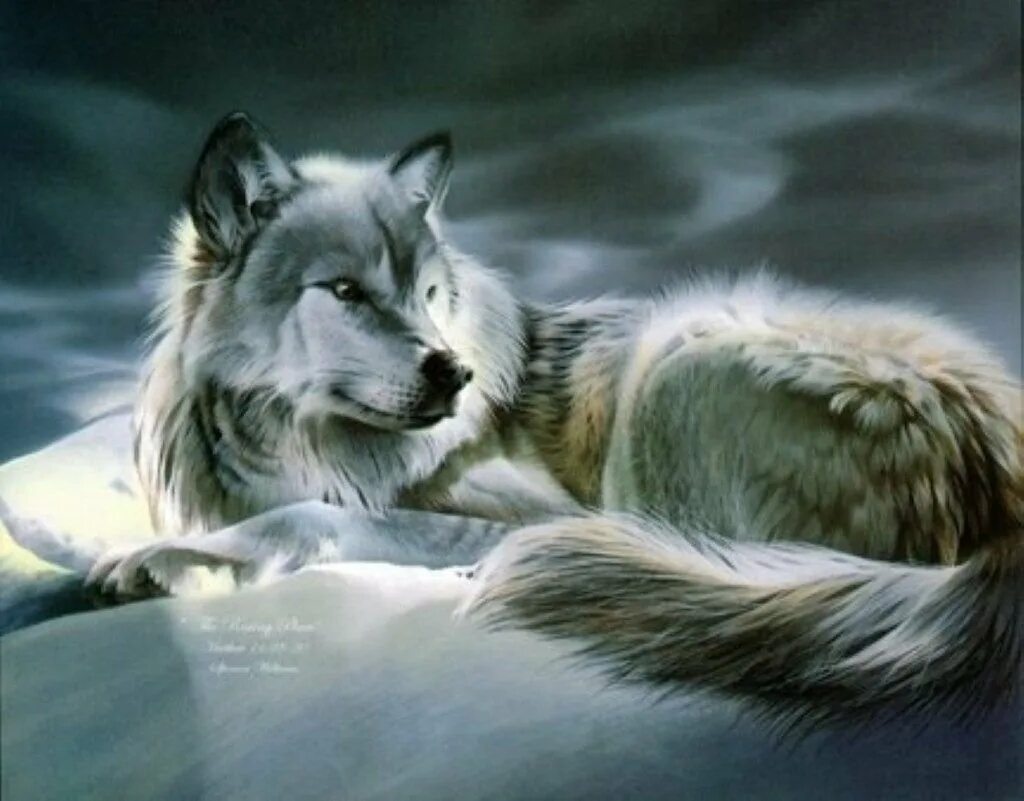 Волчица ночью. Снежный волк. Леди волчица. Волчица и девушка. Одинокая белая волчица.