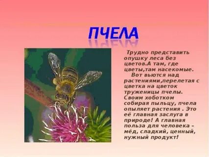 Сообщение о насекомых 2 класс
