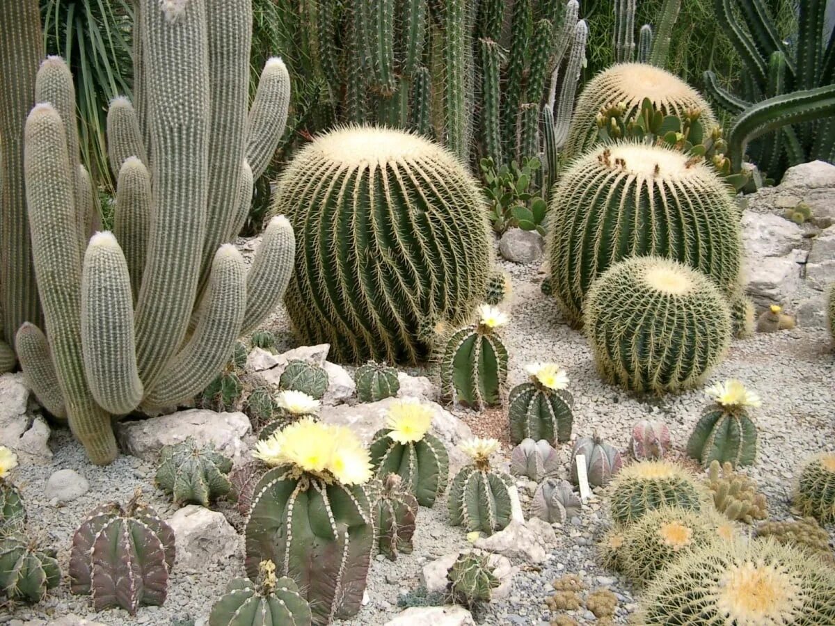 Кактусовые кактусы. Кактус БЕКАНО. Кактусовые Cactaceae. Кактус грандипахус. Патахайо фото