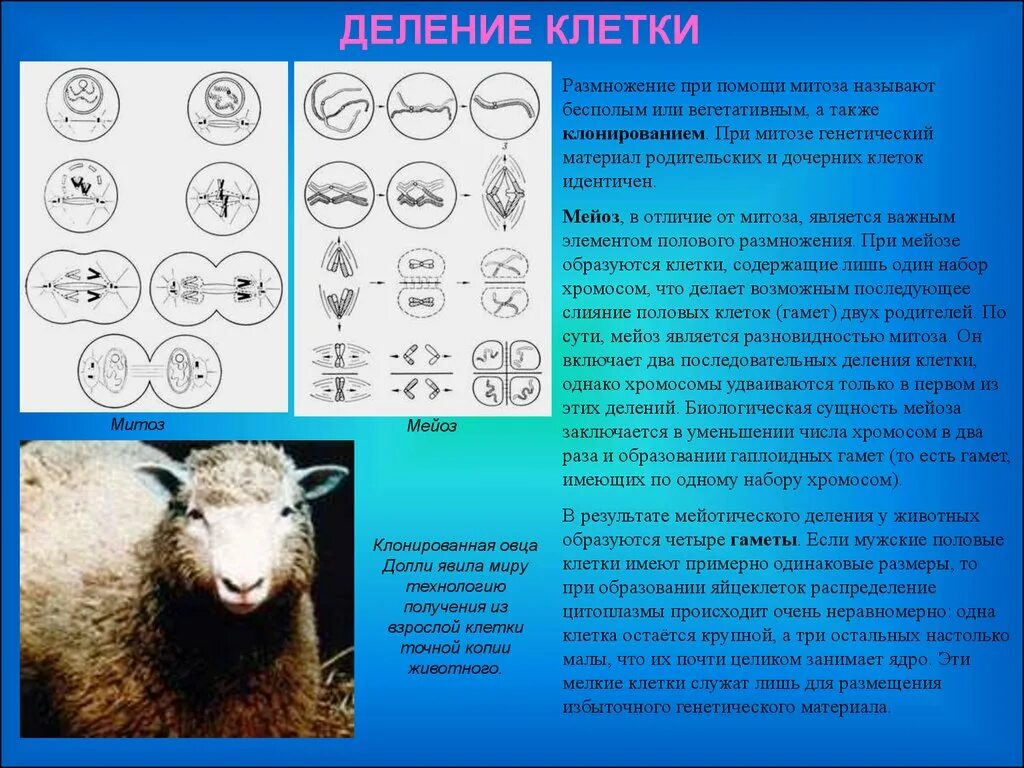 Число хромосом в клетках тигра. Клонирование овцы долли. размножение при помощи митоза называют бесполым или вегетативным. клонирование бесполое размножение. сколько хромосом у овцы.