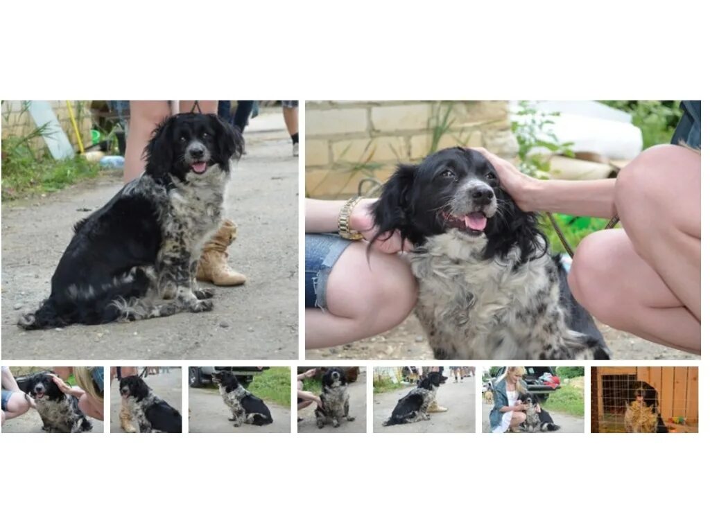 Приют для уличных животных. Приют для собак в ставрополе. Щенки в приюте. Лучший друг приют для животных. Лучший друг приют для животных.