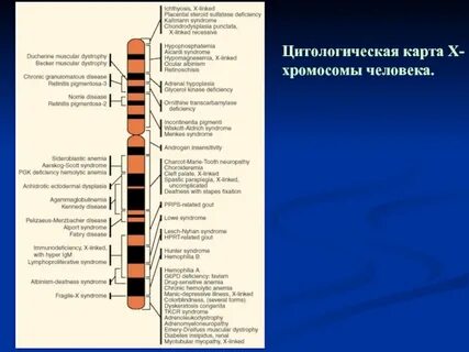 Где на практике используют генетические карты хромосом