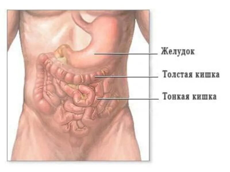 Где расположены кишки
