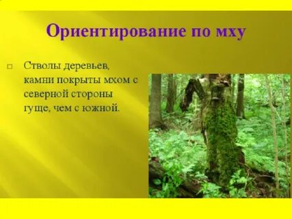 Проверочная по мхам 7 класс