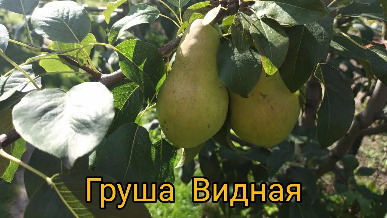 Груша августовская роса описание опылители. Груша "Чижовская" Pyrus communis. Груша августовская роса. Груша видная бугристая. Груша августовская роса (летний).