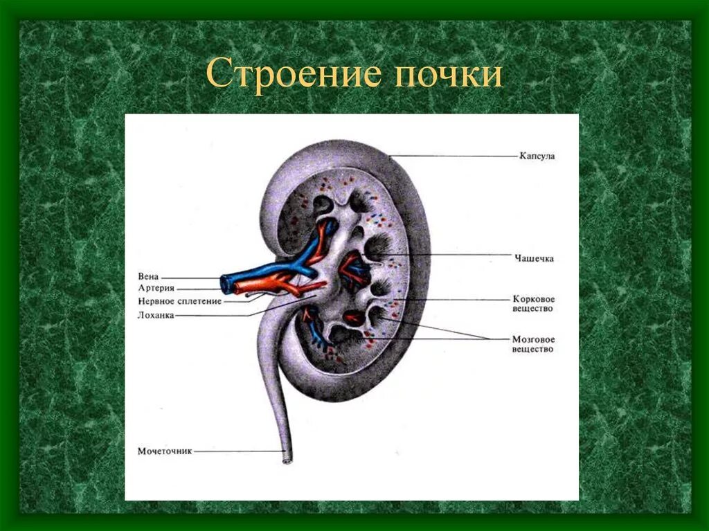 Наружнее строение почки анатомия. Внешнее и внутреннее строение почки. Строение почки биология 8. Внутренне строение почки анатомия.