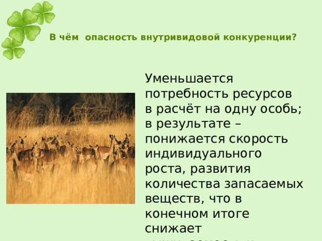 Во внутривидовой конкуренции в конечном итоге побеждают. Последствия внутривидовой конкуренции. модели внутривидовой конкуренции. в результате внутривидовой конкуренции происходит. внутривидовая конкуренция птиц.