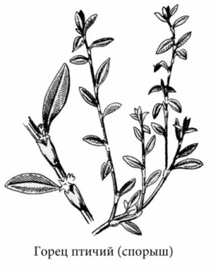 Как выглядит раструб растения Polygonaceae Archives Wildlife Insight