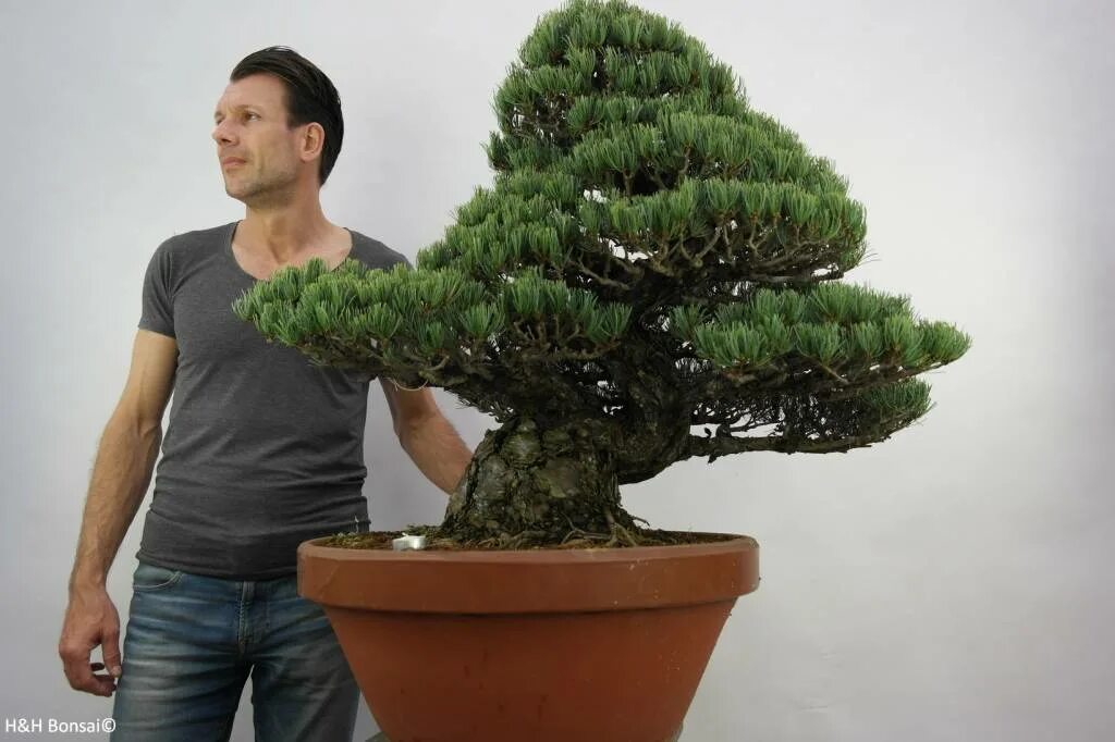 Pinus pentaphylla Bonsai. Сосна пятилистная 'Bonsai Extra’ / Pinus pentaphylla Bonsai Extra. Pinus pentaphylla Bonsai Extra Price. Бонсай из крупной сосны.