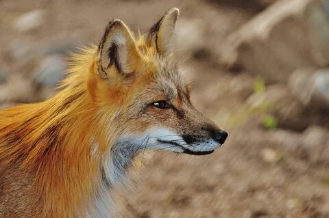 Fuchs ll