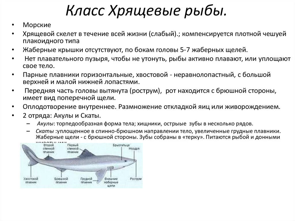 Почему хрящевые рыбы. Характеристика класса хрящевые рыбы. Общая характеристика хрящевых рыб 7 класс. Класс хрящевые рыбы общая характеристика. Характеристика класс рыб хрящевые биология 7 класс.