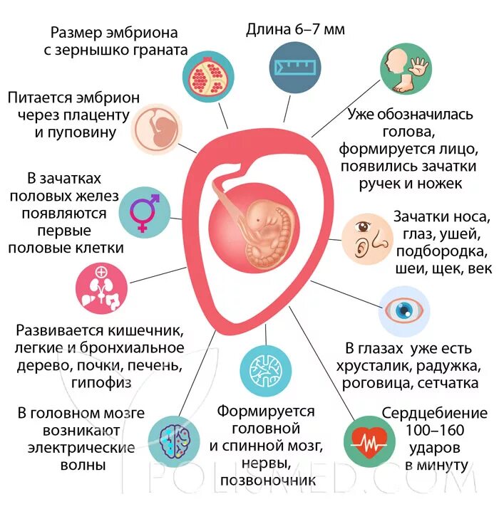 7 недель ощущения. Какого размера плод на 5-6 неделе беременности. зародыш 6 недель размер. опзмер эибриона 6недель. 6 недель и 3 дня эмбриональных.