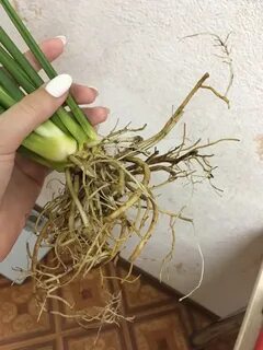 Спатифиллум гниют корни