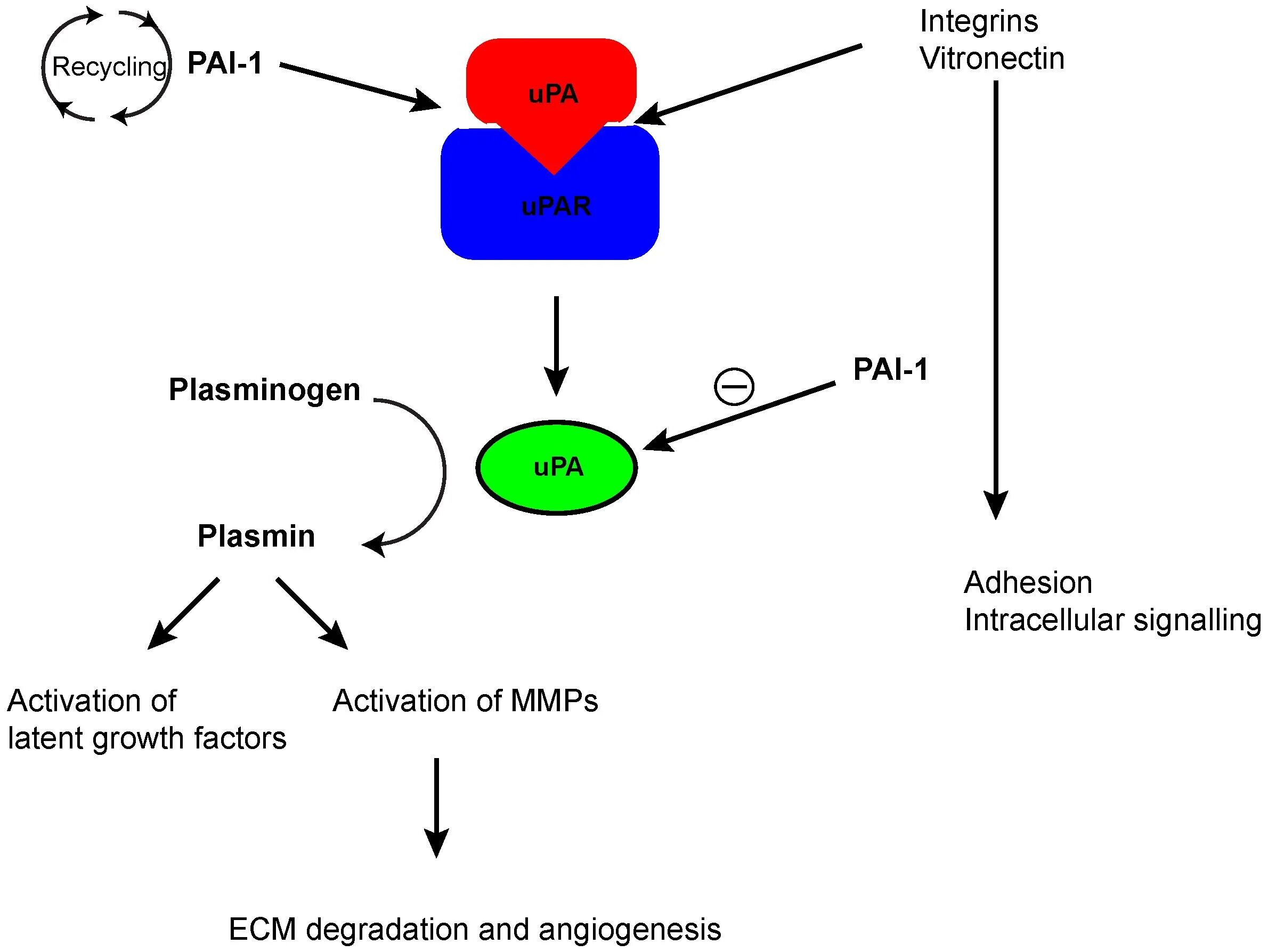 Ингибитор активатора плазминогена 1 типа. Активация плазминогена. Урокиназный активатор плазминогена. Ингибитор активатора плазминогена [pai] схема применения.