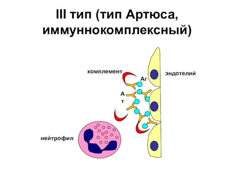 Реакция 3 типа. Лизосомальные ферменты нейтрофилов. аллергическая реакция 3 типа комплемент это. активные формы кислорода нейтрофилов.