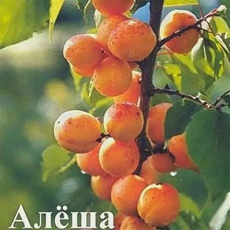 Абрикос Алеша ОКС , 2 года. - купить с доставкой по выгодным ценам в интернет-ма