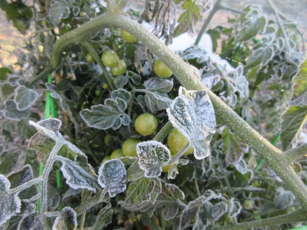 Замерзнут ли помидоры. Заморозки. Замерзшая рассада помидор. Заморозки на огороде. Подмерзшие помидоры рассада.