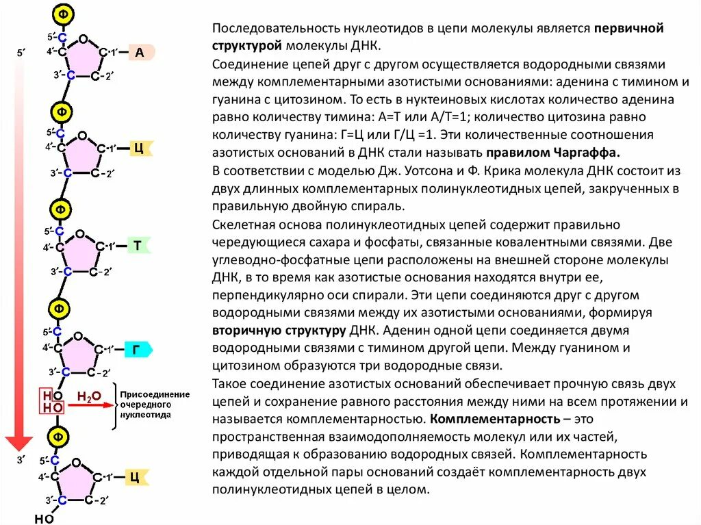 Вирусная рнк имеет последовательность нуклеотидов. Водородные связи между нуклеотидами РНК. Схема соединения нескольких нуклеотидов в цепь первичная структура. Антипараллельность цепей ДНК. Структура ДНК азотистые основания.