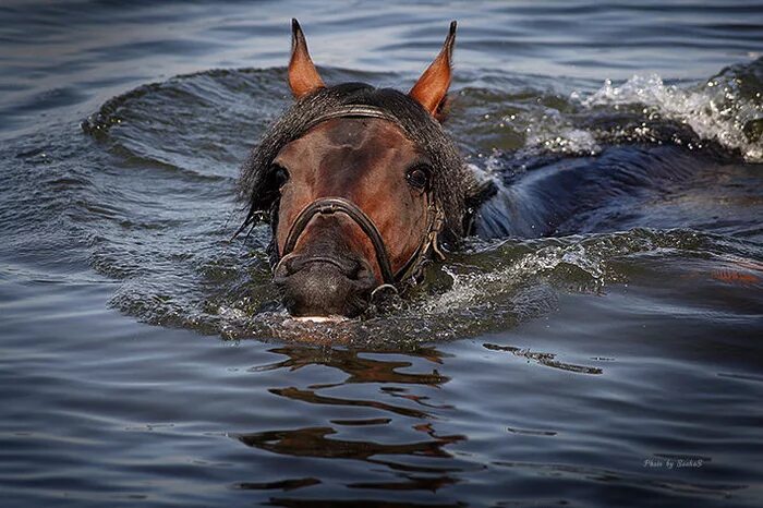 «Лошади в океане» Николая Гусарова. Слуцкий лошади в океане. Кони плавают. Конь плывет.