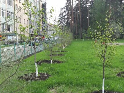 Саженцы на участок