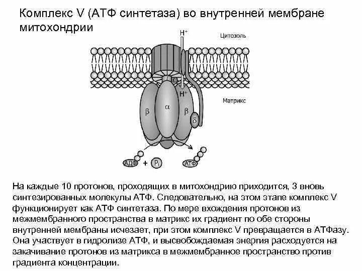 АТФ синтазный комплекс митохондрии. Строение протонной АТФ синтетазы схема. Строение АТФ синтазного комплекса. АТФ синтаза строение.