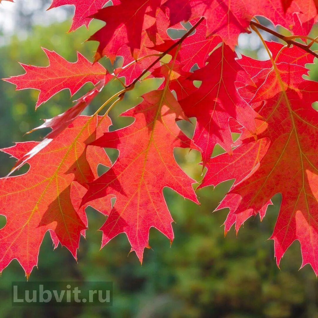 Лист канадского клена. Дуб красный, Северный Quercus rubra. Дуб красный Quercus rubra. Дуб красный / Quercus rubra лист. Клен канадский красный.