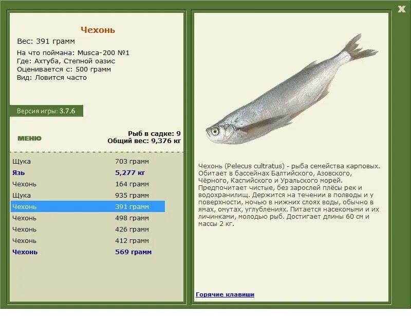 Чехонь рыба. Чехонь описание рыбы. Чехонь где обитает. Чехонь описание. Русская рыбалка чехонь