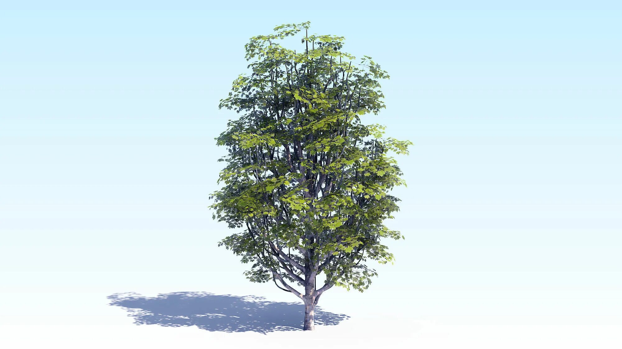 Деревья 7 м. Acer Tree 3d. Деревья ассеты. Дерево для 3д Макс. Зд модель дерево для печати.