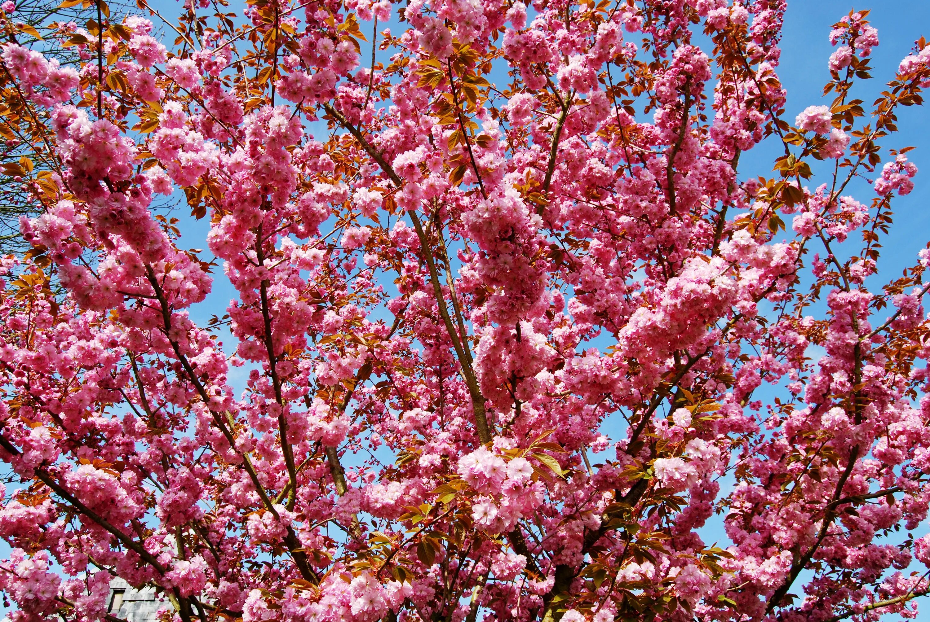 Big blossom. Прунус блоссом. Кустарник красивоцветущий Сакура. Дерево вишня розовоцветущая. Прунус блоссом розовый.