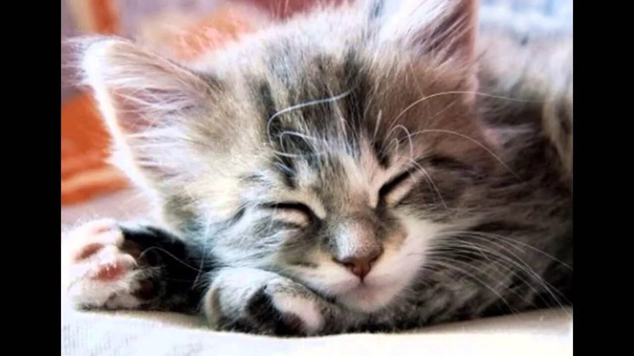 Стих спи котенок. Спящие котята. спящий котенок. милые спящие котята.