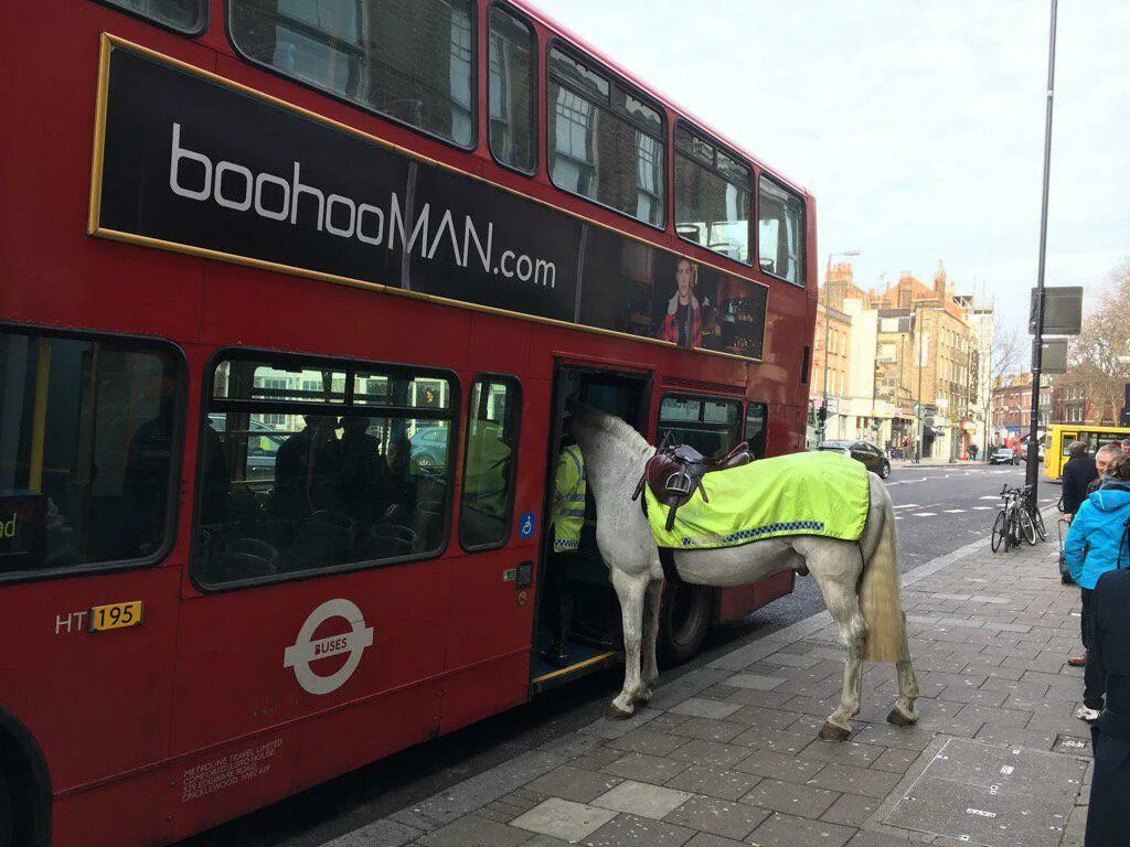 Get into the bus. Лошадь в автобусе. Лондон автобус для рекламы. Лондонский автобус с лошадьми. Конь на автобусной остановке.
