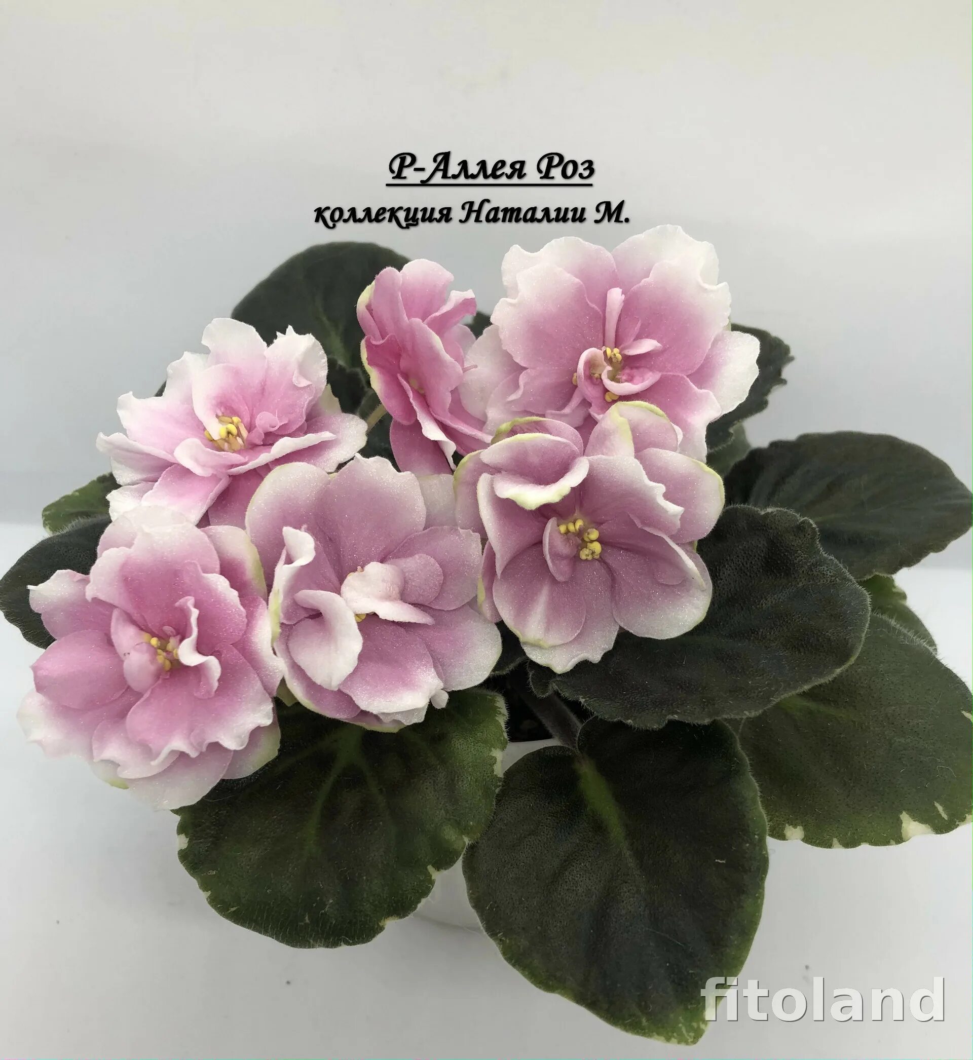 Р-Аллея Роз - Магазин фиалок