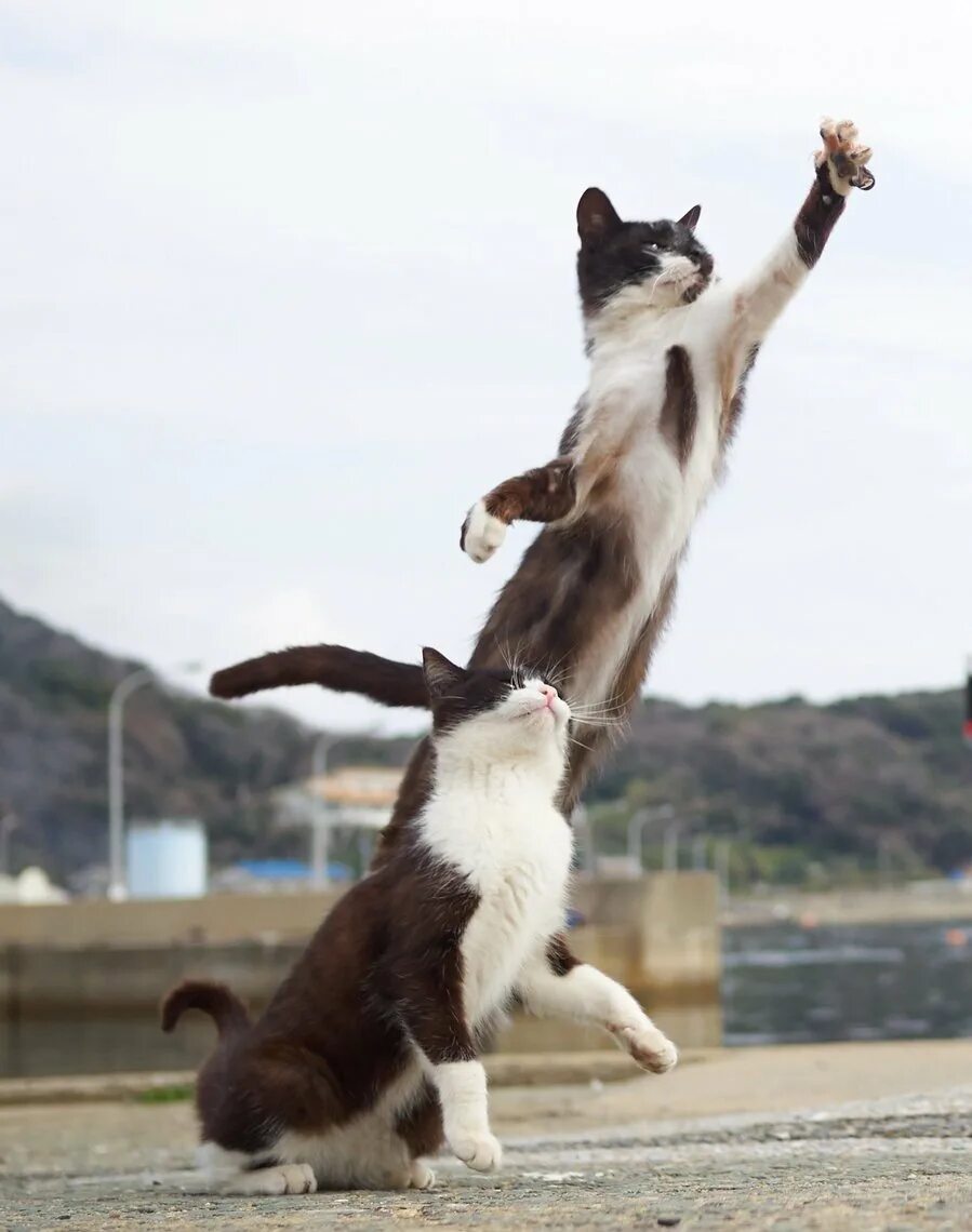 Ловля в прыжке. Кошка в прыжке. Коты прыгают. Кот в ррыжкк. Кошка спрыгивает.