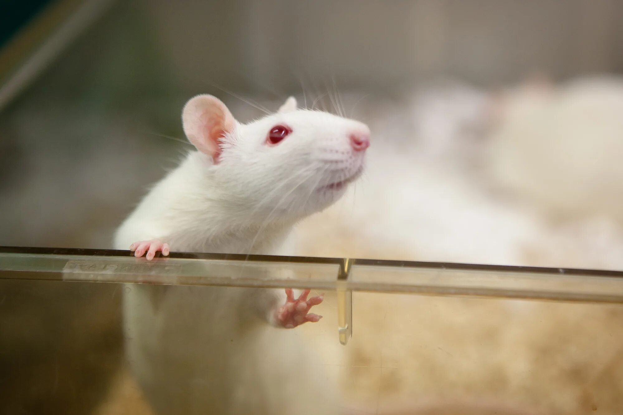 Экспериментальная мышь. Белая крыса альбинос. Лабораторные крысы Вистар. Лабораторная крыса альбинос. Белая лабораторная крыса.