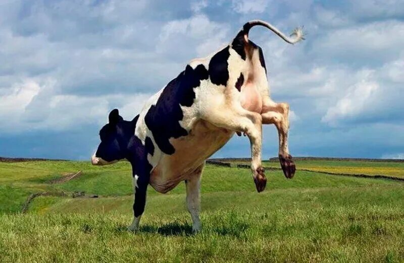 Корова. Корова прыгает. Корова бегает. Корова Буренка.