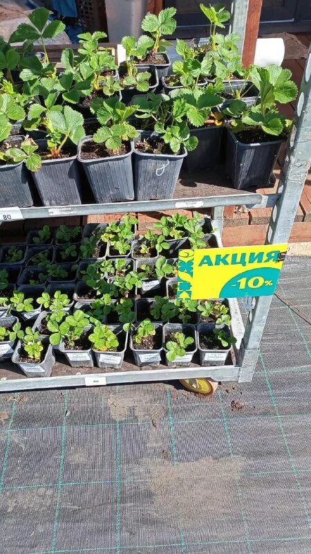 сады беловых воронеж