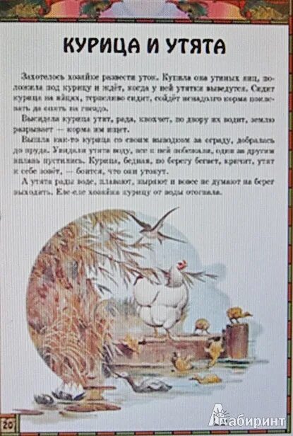 Ушинский чужое яичко рассказ. Константин ушинский — курица и утята. Константин ушинский — курица и утята. Курица и утята ушинский. Курочка ряба и 10 утят.