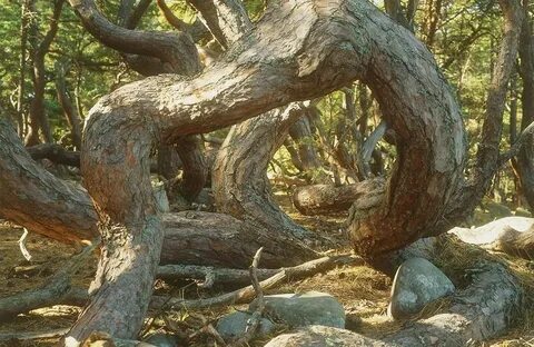 Лес троллей