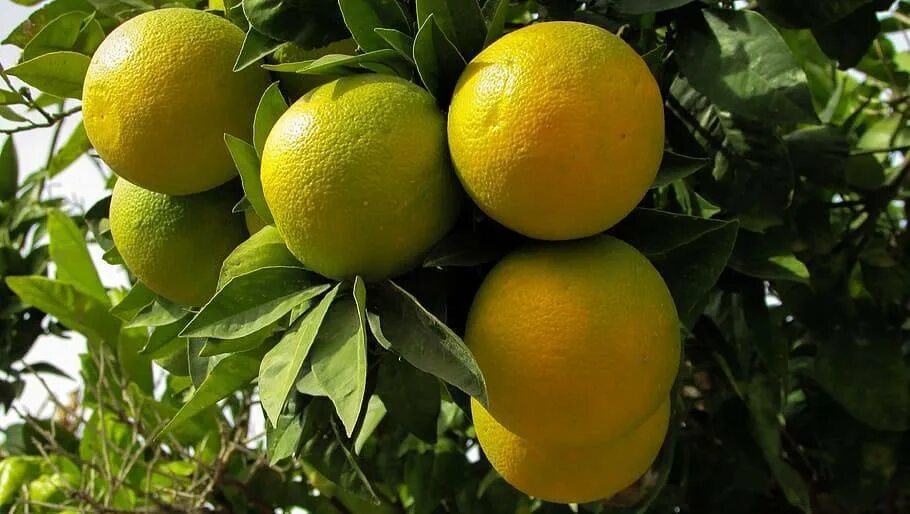 Танжерин Цитрон лайм. Мандарин бергамот. Мандарин лимон бергамот. Лимонное дерево Кипр. Лимон это гибрид