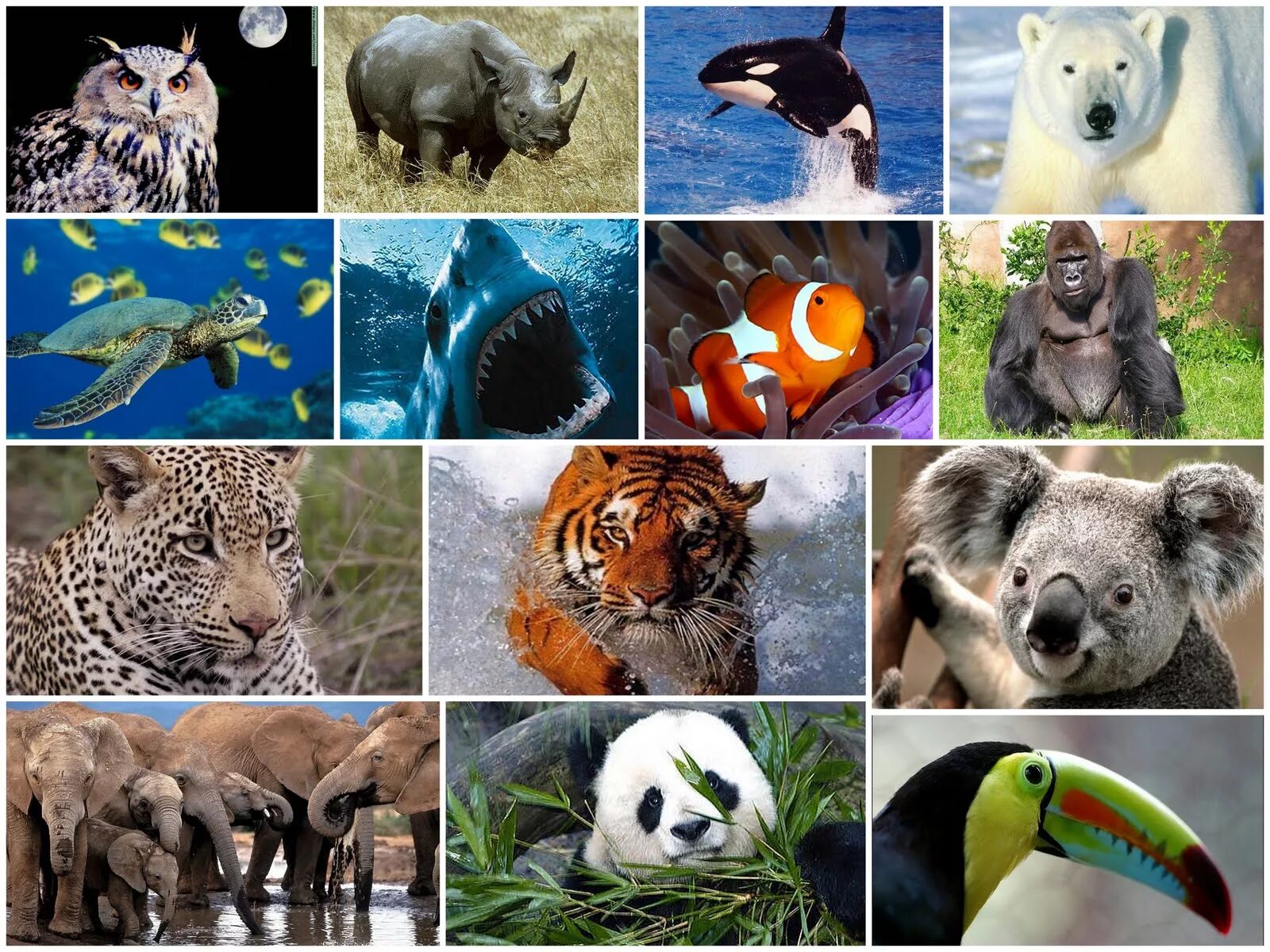 Разнообразие животных. Многообразие видов животных. Животные коллаж. Животный мир коллаж.