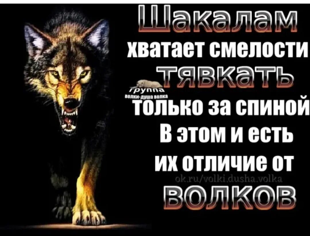 Шакалам хватает смелости тявкать за спиной. Статусы про шакалов людей. Шавки лают за спиной. Шакалы тявкают за спиной. Неважно что говорят за спиной